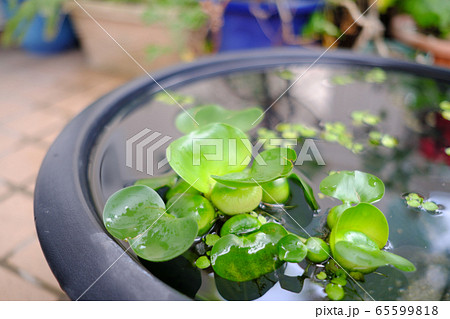 ホテイアオイの浮かぶビオトープの癒し 65599818