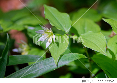 チゴユリ開花 65599952