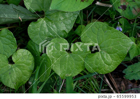 二葉葵 65599953