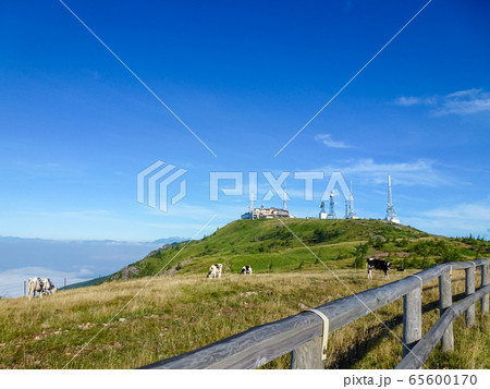 【長野県 美ヶ原】放牧牛と夏風景 65600170