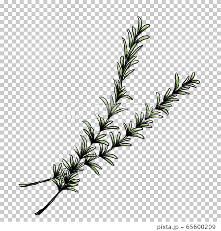 ローズマリーの手書きイラスト 水彩のイラスト素材