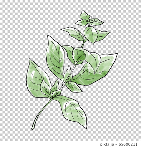 Hand drawn illustration of basil watercolor 65600211