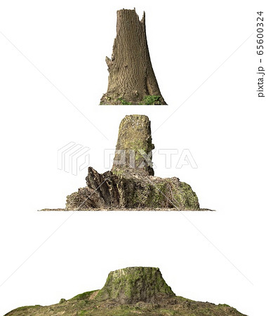 Stump dead tree isolated on white 3d illustration 65600324