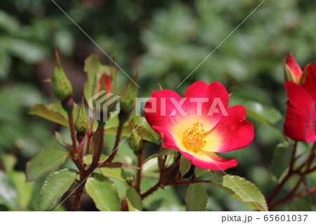 薔薇 ばら カクテル 薔薇 ばら カクテル 65601037