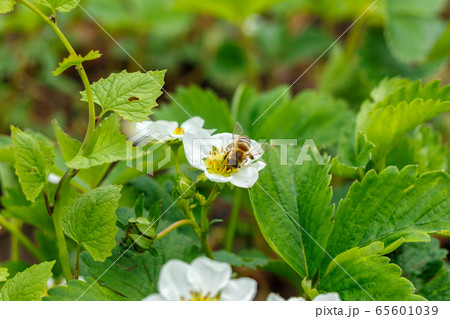 Bee pollinates and sits in a white strawberry flower Bee pollinates and sits in a white strawberry flower 65601039