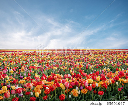 Flowers in spring park. Flower landscape. Colorful tulip flowers in spring park. 65601047