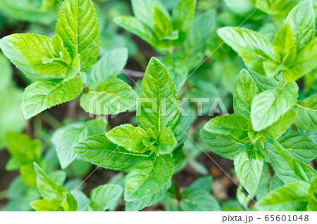 Bright fresh lemon balm leaves as a background. 65601048
