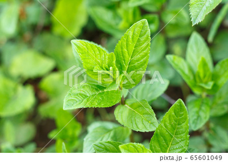 Bright fresh lemon balm leaves as a background. 65601049
