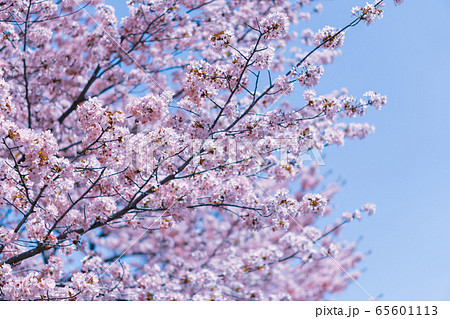 花 桜 花 桜 65601113