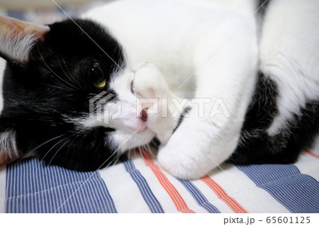 自分の足を舐める寂しがり屋の猫の写真素材