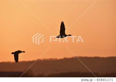 夕焼け空とねぐら入りするマガン（北海道・宮島沼） 65601171
