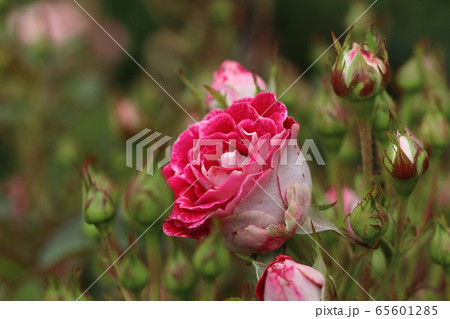 薔薇　ばら　岳の夢 65601285