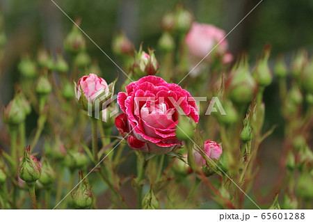 薔薇　ばら　岳の夢 65601288