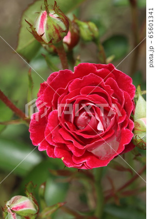 薔薇　ばら　岳の夢 65601341