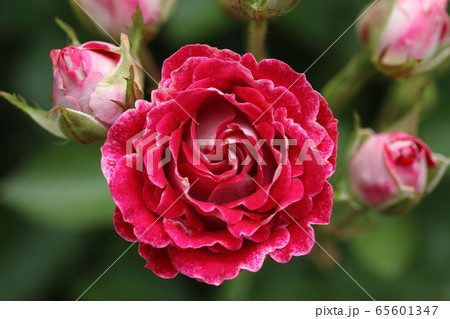 薔薇　ばら　岳の夢 65601347