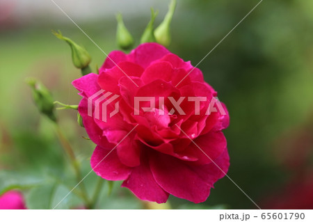 薔薇 ばら ヘンリーケルシー 薔薇 ばら ヘンリーケルシー 65601790