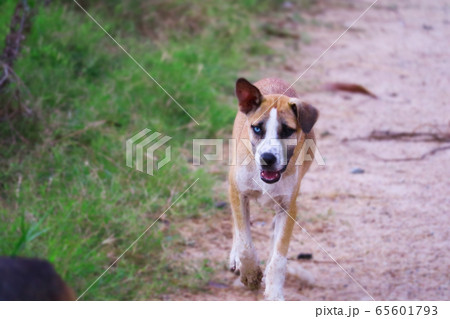 The two-eyed stray dog is caused by cross-breeding 65601793