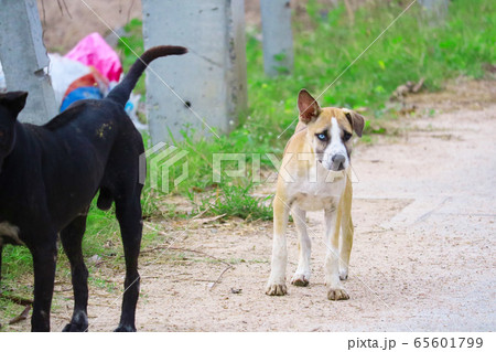 The two-eyed stray brown dog is caused by The two-eyed stray brown dog is caused by 65601799