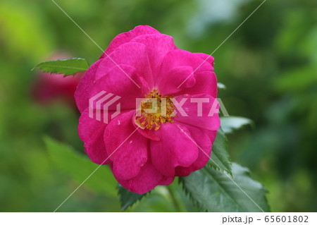 薔薇 ばら ヘンリーケルシー 薔薇 ばら ヘンリーケルシー 65601802