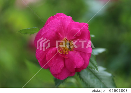 薔薇 ばら ヘンリーケルシー 薔薇 ばら ヘンリーケルシー 65601803