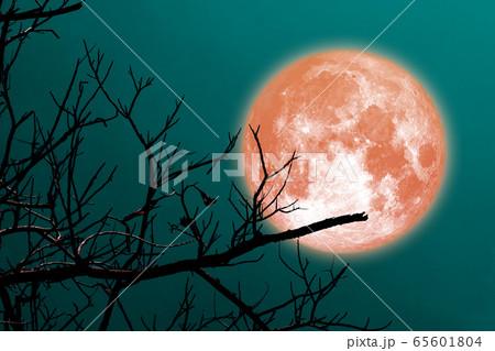 Super orange moon and silhouette branch tree in Super orange moon and silhouette branch tree in 65601804