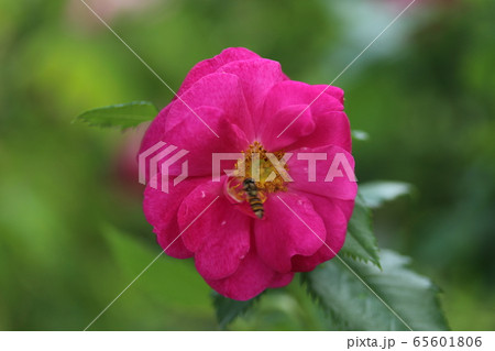 薔薇 ばら ヘンリーケルシー 薔薇 ばら ヘンリーケルシー 65601806