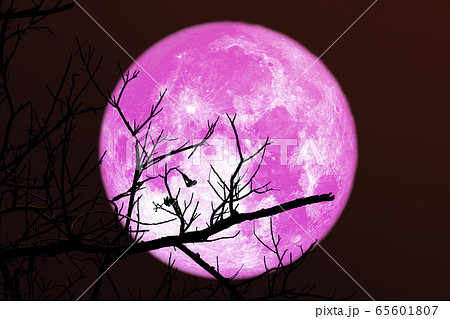 Super full strawberry pink moon and silhouette Super full strawberry pink moon and silhouette 65601807