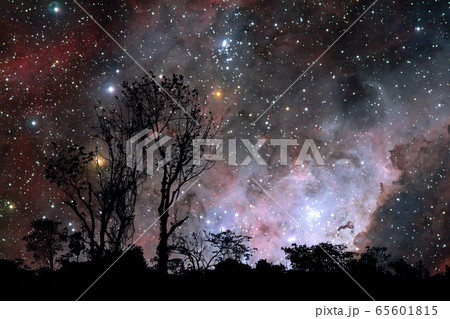 silhouette dry tree in the field and nebula galaxy silhouette dry tree in the field and nebula galaxy 65601815
