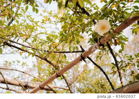 ナニワイバラ ナニワイバラ 65602037