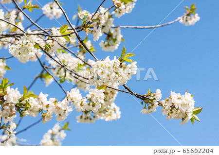 White with pink flowers of the cherry blossoms on a spring day in the park. 65602204
