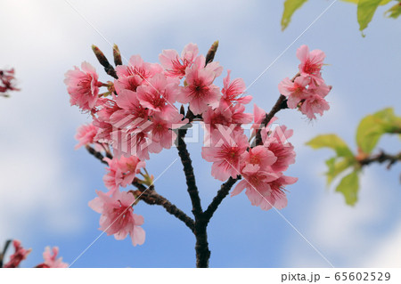 寒緋桜 寒緋桜 65602529