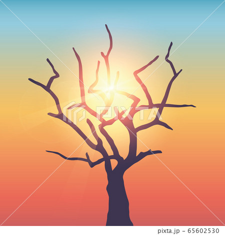 big bare tree in sunny colorful sky 65602530