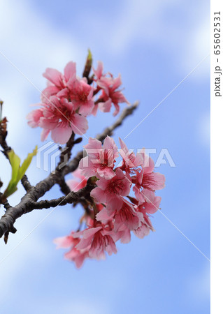 寒緋桜 寒緋桜 65602531