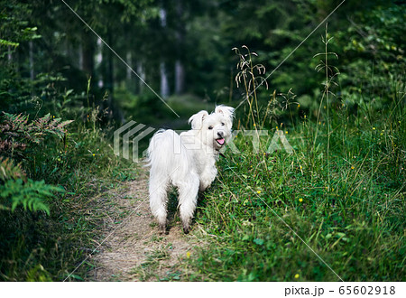 White adorable dog playing in forest on sunny day White adorable dog playing in forest on sunny day 65602918