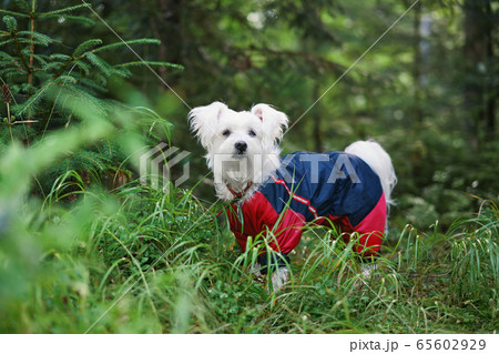 White cute dog playing outside in forest 65602929