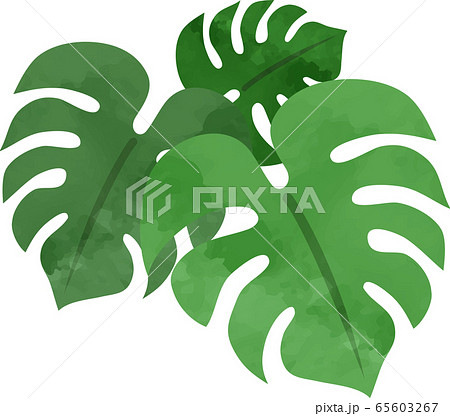 手描きの観葉植物 モンステラ アイコン 水彩風 のイラスト素材