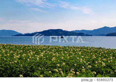 安芸津のじゃがいも畑 安芸津のじゃがいも畑 65603273