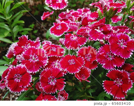 春 植物 花 65603410