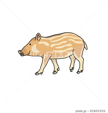 ウリボウ ウリボウ 65603450
