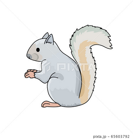 ニホンリスのイラスト素材