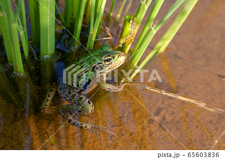 稲と蛙 稲と蛙 65603836