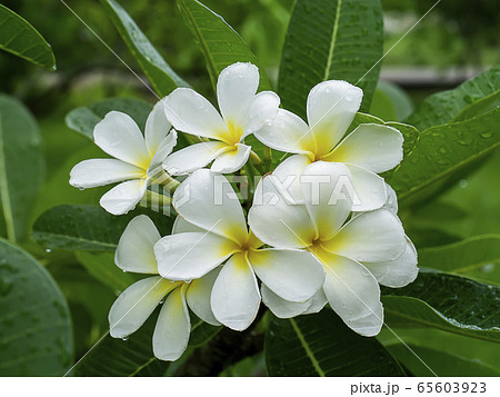 Close up of White Frangipani flower Close up of White Frangipani flower 65603923