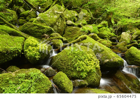 エコイメージ・苔むした沢 エコイメージ・苔むした沢 65604475