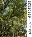 新緑 65605325