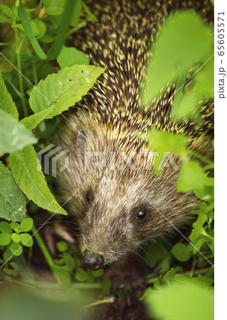 Wild hedgehog in green leaves 65605571