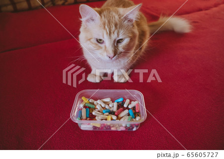 Giving Pills to Cats, Pilling Your pet. How-to give a cat a pill tutorial. Cat and many pills on a red background. Prevention and Treatment For Pet Disease Giving Pills to Cats, Pilling Your pet. How-to give a cat a pill tutorial. Cat and many pills on a red background. Prevention and Treatment For Pet Disease 65605727