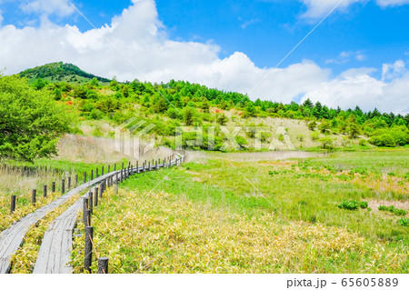 信州・八島ヶ原湿原（八島湿原）の風景：６月 65605889