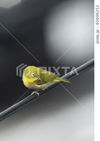 電線に留まる街中のメジロ 65606252