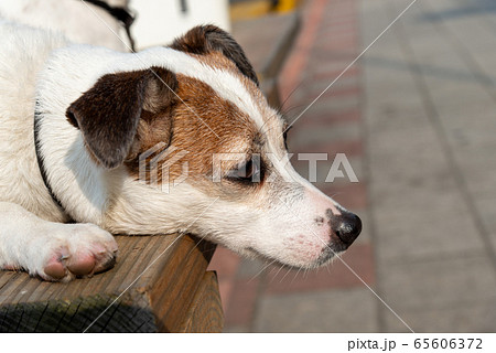 動物 動物学 台北 65606372