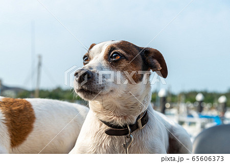 動物 動物学 背景 65606373